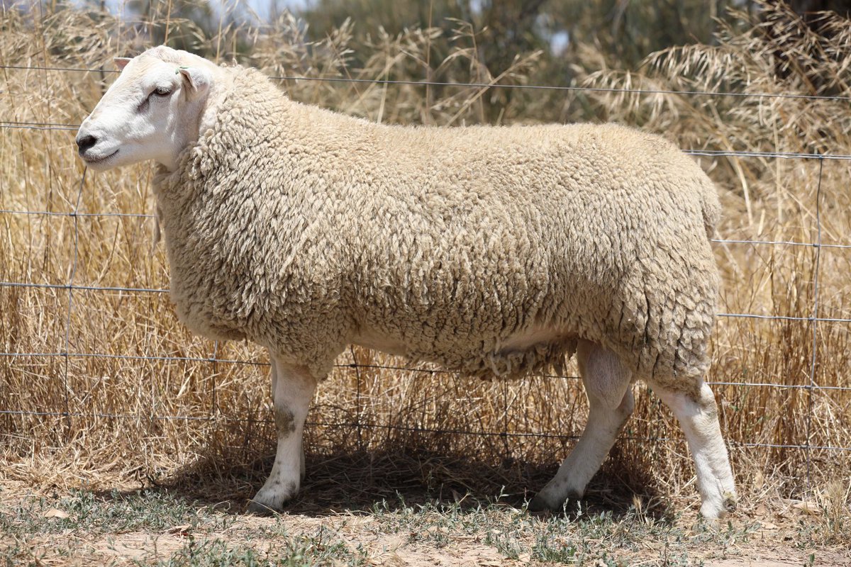 Pumped about our first batch of sexed semen coming in two weeks. With high fertility we have an excess of ewes and shortage of sale rams. This bloke will be AI’d to 450 ewes with male semen only.