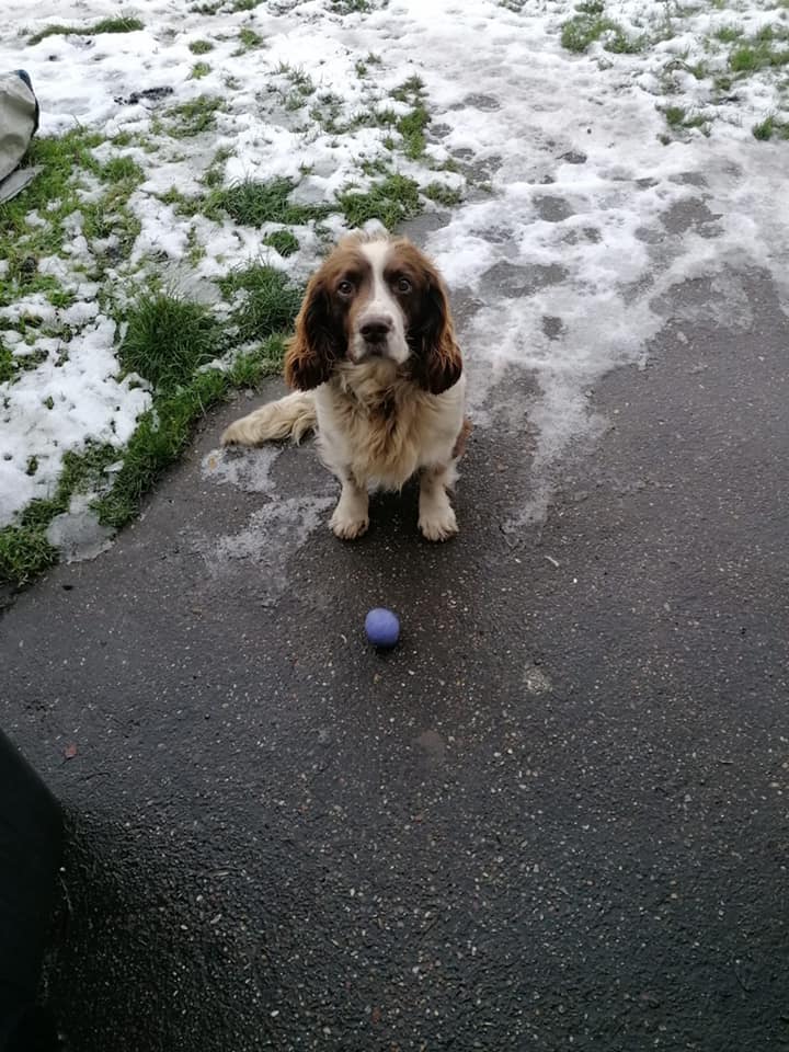 The_Animal_Team's tweet photo. #Missing 12/1/21 from #Stanfree in the middle of #Clowne and #Shuttlewood #Derbyshire. Owner: 📞 07716410194. #dogsoftwitter #dogs #MissingSpaniel #WoofWoofWednesday https://t.co/CNr3gGrhmH