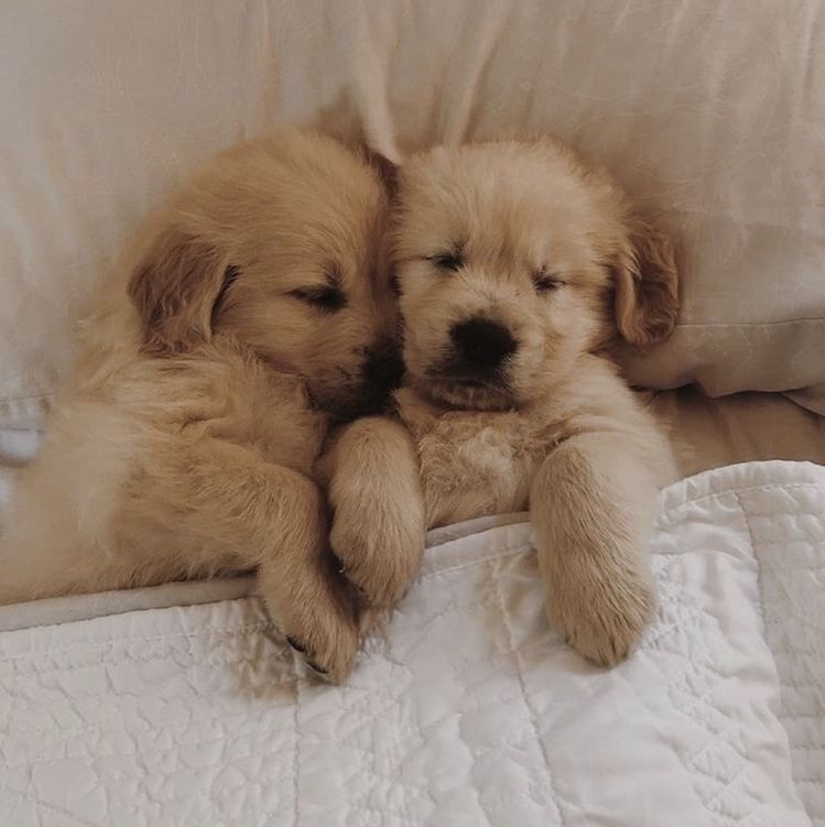 joe jonas as puppies, a very important thread 