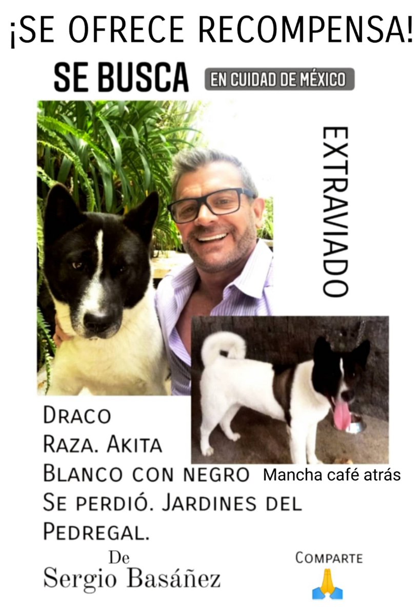 SE OFRECE RECOMPENSA ⚠️
Sigue la búsqueda para localizar a Draco se perdió en Pedregal el 14 de Diciembre #CDMX #AlvaroObregón

Compartan 🙏
Devuélvelo a su familia 🐾 
<a href="/SBASANEZ/">SERGIO BASAÑEZ</a>