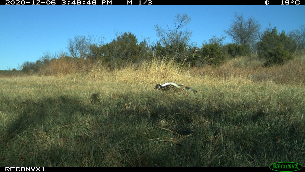 We love, love baby skunks! 

#WildlifeWednesday #wildlifephotography #cameratrap #conservation