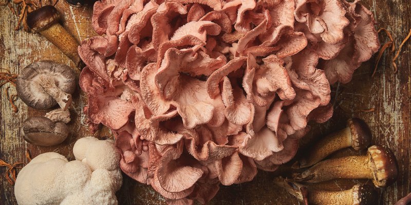 Hot take: Mushrooms are one of the most underrated ingredients. Thoughts? 

Capstone Mushroom, launched by Ryan Staab, is one of the few companies in the state that focuses solely on providing a vast array of fantastic fungi. 

Full article: bit.ly/3oGpi6D