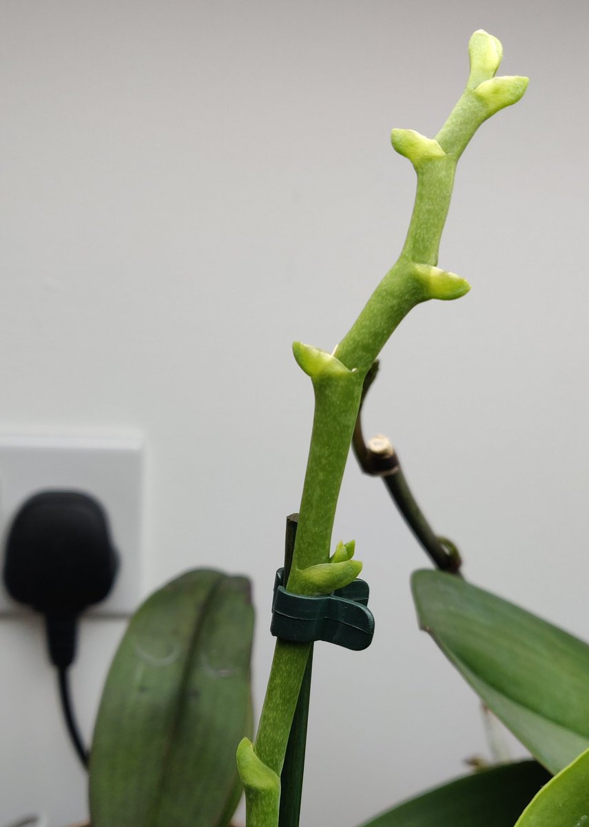Journal D Une Orchidee 21 01 21 Grace A Un Photophore En Forme D Ampoule En Une Semaine Un Nouveau Mini Bulbe Se Developpe Sur Mon Bebe Cattleya Nobilior Amaliae X Alaorii Alba