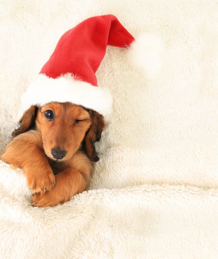 joe jonas as puppies, a very important thread 