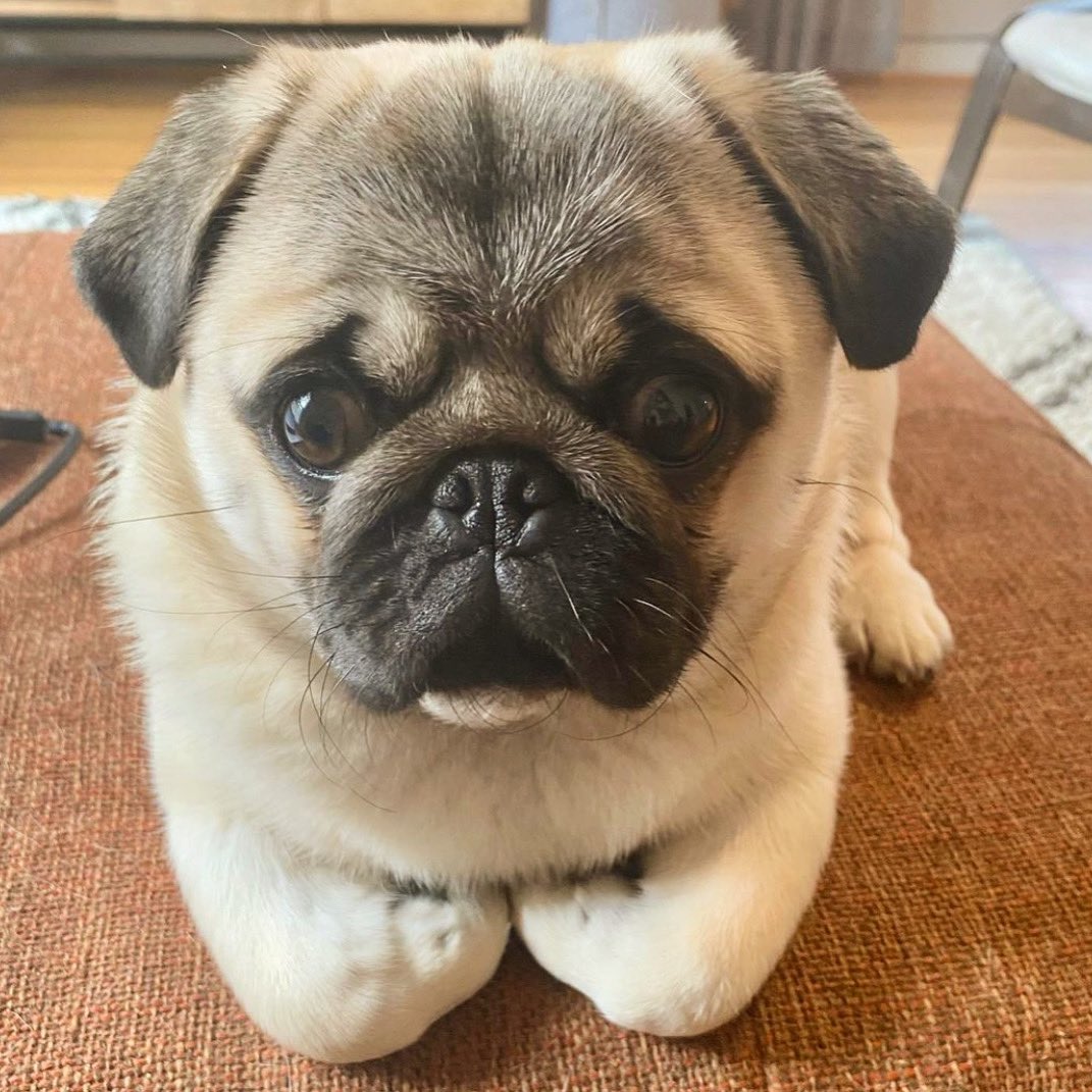 TheTomCoteShow's tweet photo. How do you sit? 🥨❤️ follow @ru_da_pug https://t.co/Rzr1KNC8fp