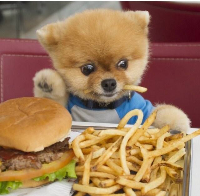 joe jonas as puppies, a very important thread 