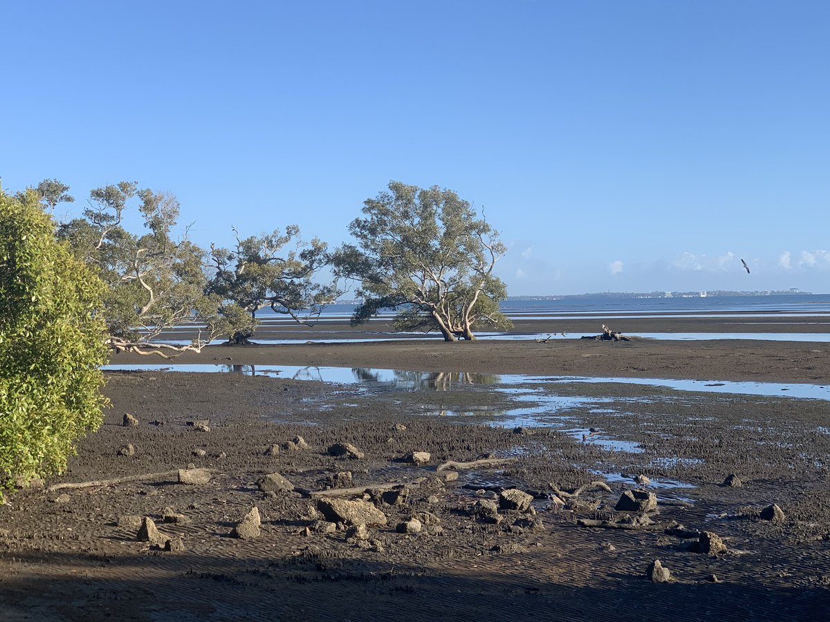 HomesAtMetacoda's tweet photo. A beautiful morning at Boondall Wetlands, Nudgee Beach
#brisbane #viewsofbrisbane #nudgeebeach #wetlands https://t.co/kEq0ogaEDw