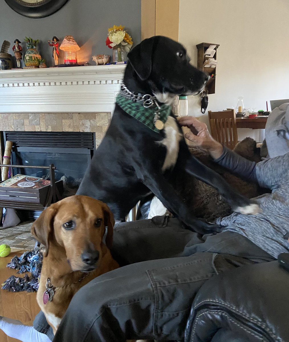 BODIEBO2's tweet photo. My reaction when Dad said that we might not have pizza on PIZZA FRIDAY!! We were shocked and horrified. We are going to have to make a deal, hmm..๐พ๐พ๐โ๐ฆบโค๏ธ๐ #pizzafriday #Horrifying #dogs #dogsoftwitter #animalrescue #blacklab #wednesdaythought #RescueDogs #pizzadogs #love https://t.co/zXVZ5OjfoW