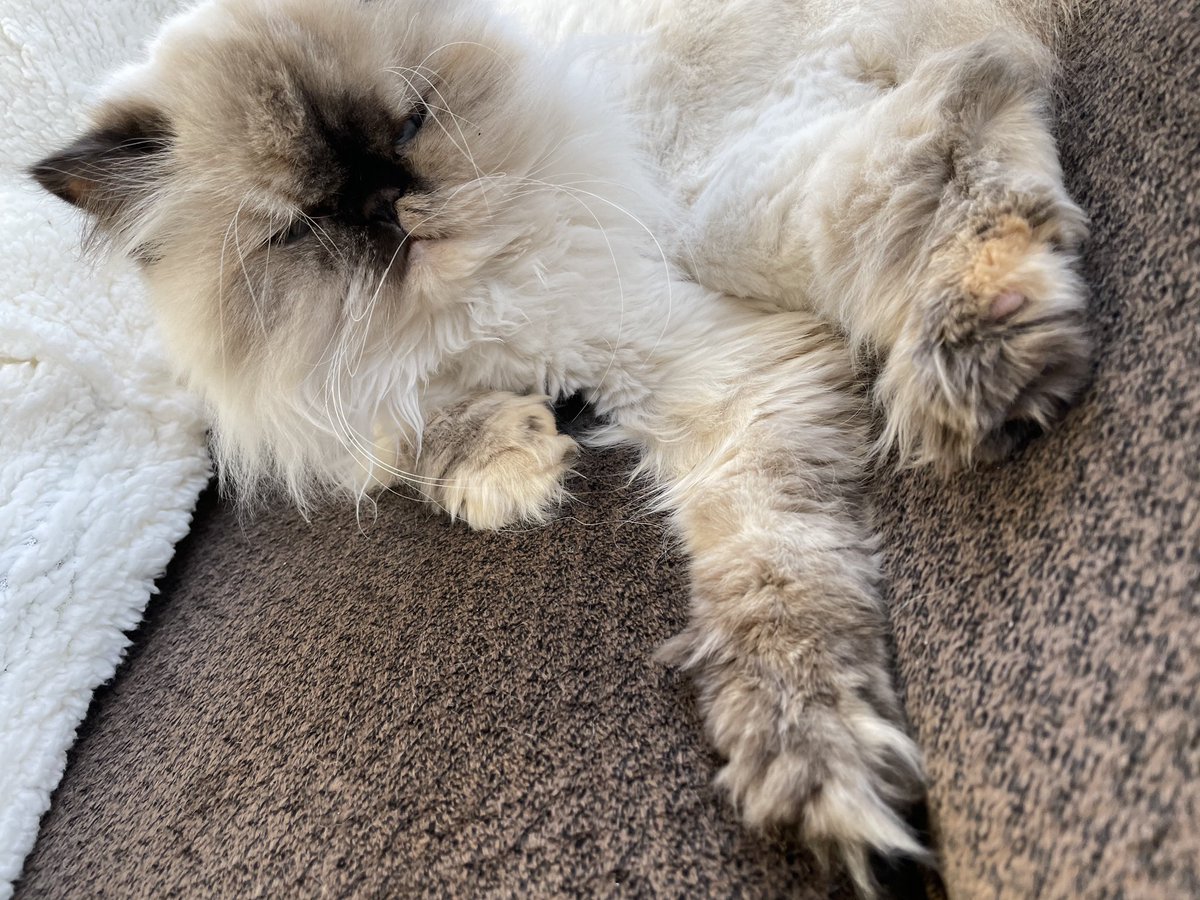 TheodoreSeries's tweet photo. No filter on this one. Just the sunlight on Tortie’s fur. 

#sunlight #glowhour #HimilayanCats #PersianCats #CutnessOverload. 
#Persian #FurryCats  #TheodoreTheGreat #CatLovers #Angrycat #ILoveCats #Fluffy #AnimalLovers #PetPhotography #ILoveBooks #HimilayanCatsOftwitter https://t.co/Y989KNAn0l