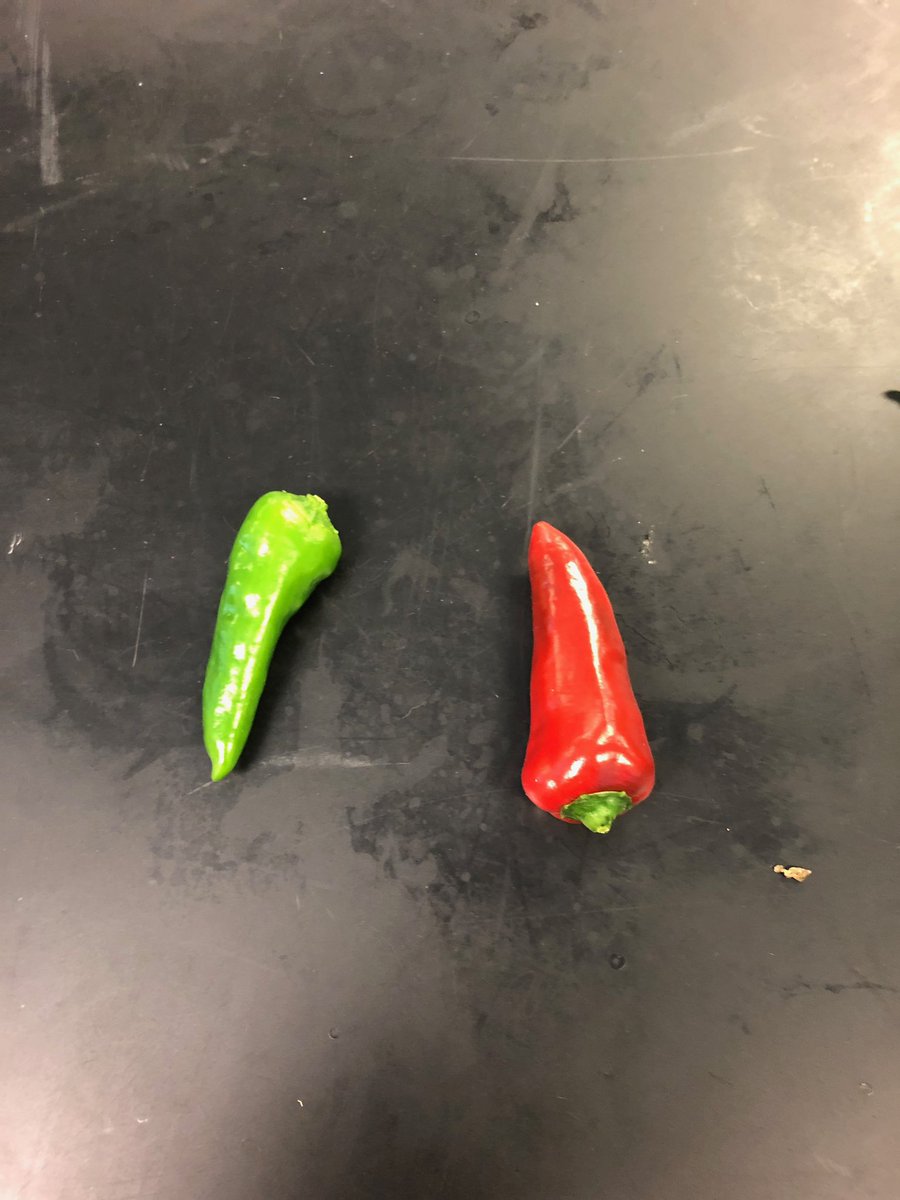 would you look at that🤩🤩  
<a href="/GrowBeyondEarth/">Growing Beyond EarthⓇ</a> #growbeyondearth 

Hialeah- Miami Lakes Senior High School