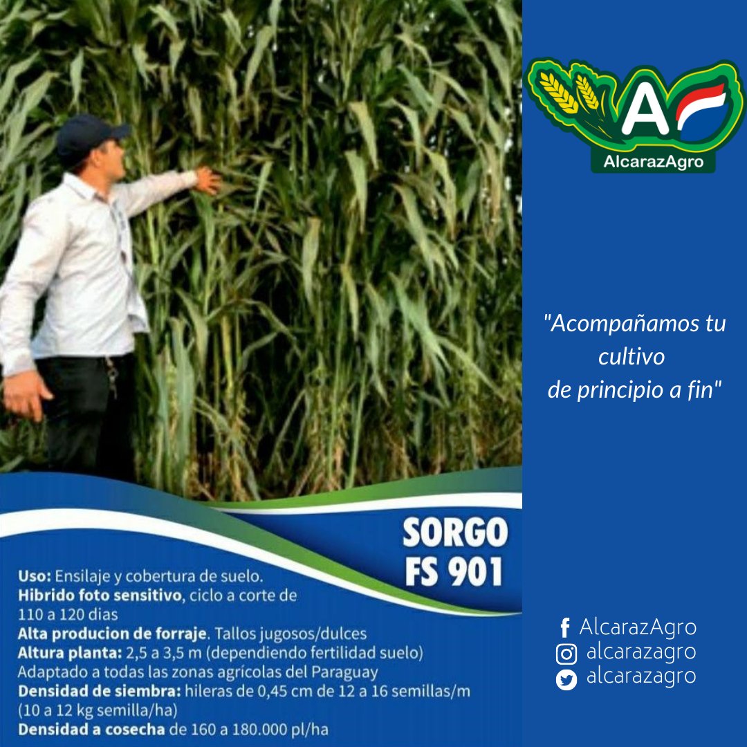 ingrapar's tweet photo. ¡Buenos días AMIGO AGRICULTOR! 
Te presentamos los integrantes de nuestra "Línea SORGO AlcarazAgro" De la mano de CADEC ponemos a tu disposición semillas de alta performance para uso granifero y forrajero. En #AlcarazAgro "Acompañamos tu cultivo de principio a fin" 🇵🇾🙌👨🏼‍🌾👩🏻‍🌾u https://t.co/b4ZCxaOzFf