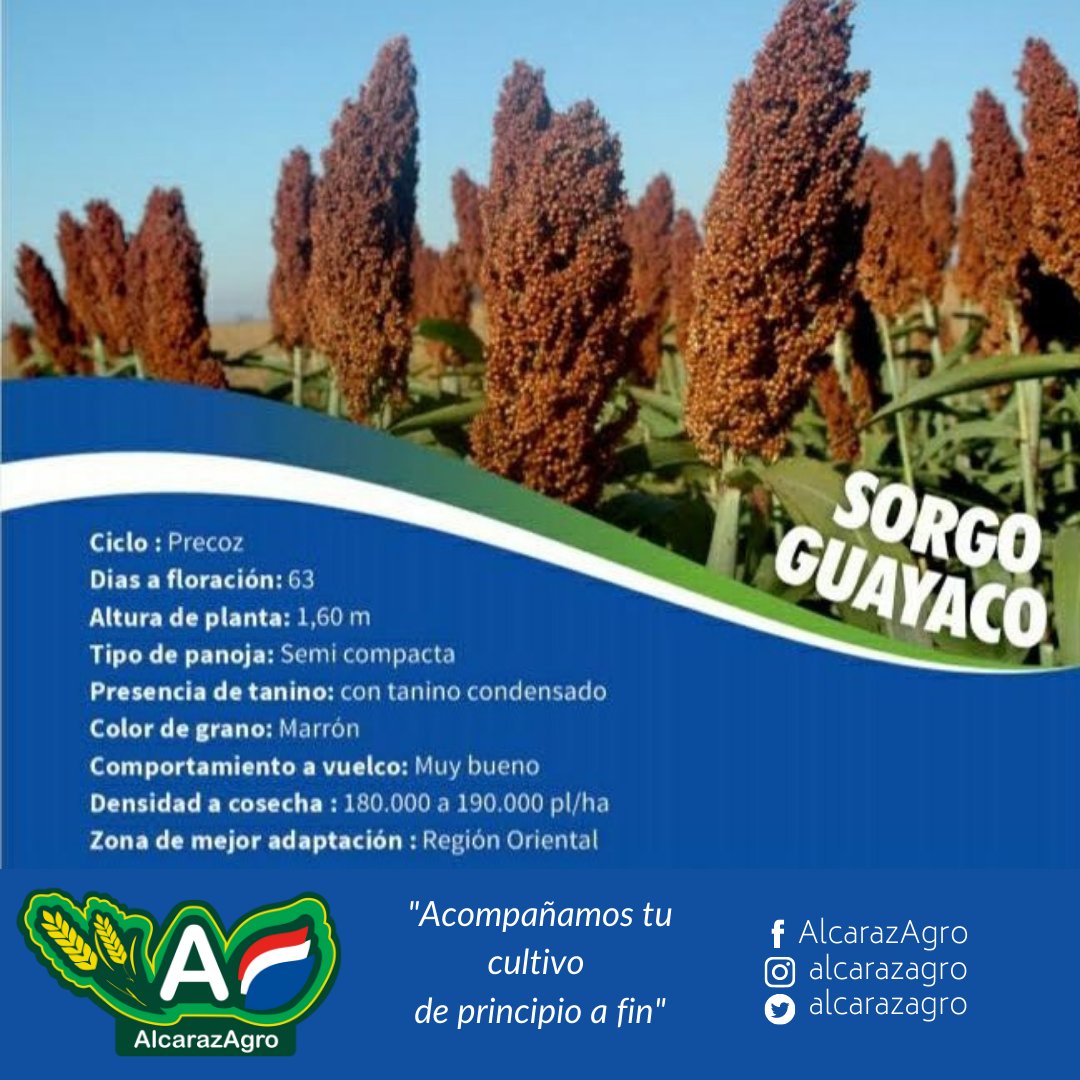ingrapar's tweet photo. ¡Buenos días AMIGO AGRICULTOR! 
Te presentamos los integrantes de nuestra "Línea SORGO AlcarazAgro" De la mano de CADEC ponemos a tu disposición semillas de alta performance para uso granifero y forrajero. En #AlcarazAgro "Acompañamos tu cultivo de principio a fin" 🇵🇾🙌👨🏼‍🌾👩🏻‍🌾u https://t.co/b4ZCxaOzFf