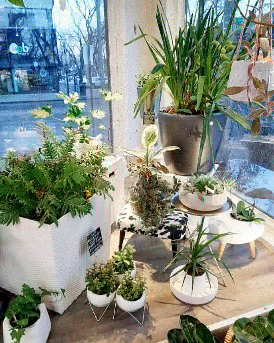 New year, new window.
Our plants are 20% off during our January Clearance Sale. Use coupon code plants20 at checkout.

#henrysinteriorsyeg #shopsmallbusiness
#shoplocal #januarysale #shop124street
#yegplants #yegdesign #interiordesign
#interiordecorating