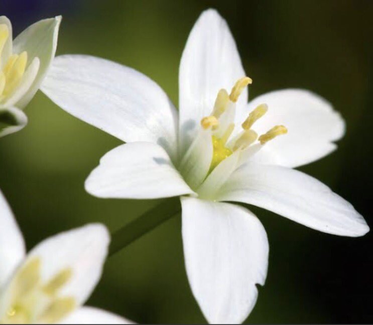 LOVELY_LIGHT_MX's tweet photo. Plantas para atraer la prosperidad y la abundancia en 2021
Albahaca: atrae la prosperidad y la abundancia
Jazmin:  atrae el dinero 
Cuna de moises: atrae la prosperidad
Romero: atrae el amor y la felicidad.
Pilea peperomioides: atrae el dinero. https://t.co/r7NZXgW28a