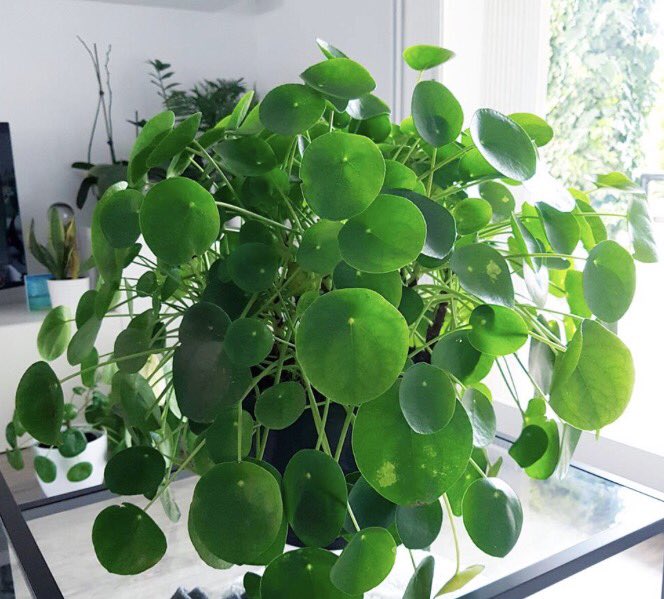 LOVELY_LIGHT_MX's tweet photo. Plantas para atraer la prosperidad y la abundancia en 2021
Albahaca: atrae la prosperidad y la abundancia
Jazmin:  atrae el dinero 
Cuna de moises: atrae la prosperidad
Romero: atrae el amor y la felicidad.
Pilea peperomioides: atrae el dinero. https://t.co/r7NZXgW28a