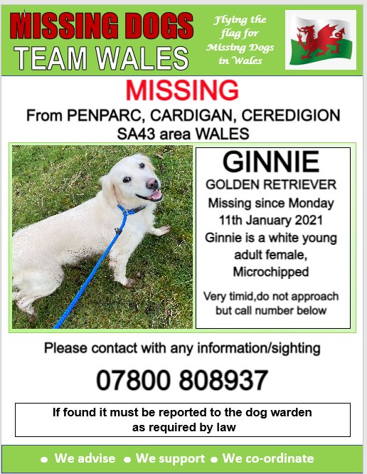 gelert01's tweet photo. #GINNIE missing 11/01/2021 #Penparc #Cardigan #Ceredigion #SA43 area #WALES #Chipped @CarolPoyerPeett @rosiedoc666 @RachaelB100 @PenparcauForum @VPenparcau @CFFIPenparc @ceredigherald @CeredigionCC @RadioCeredigion @CeredigionRPU @UrddCeredigion @ElinCeredigion https://t.co/eGwQmOgOcJ