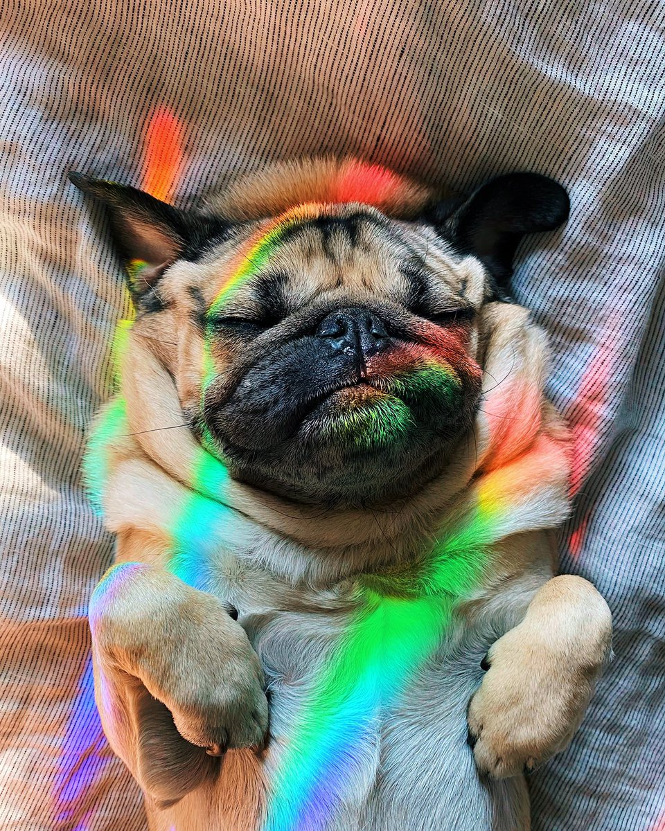 ClaireMonster3's tweet photo. Mornings are magical when ur a pug 🌈✨ https://t.co/9Gb8GL6hbw