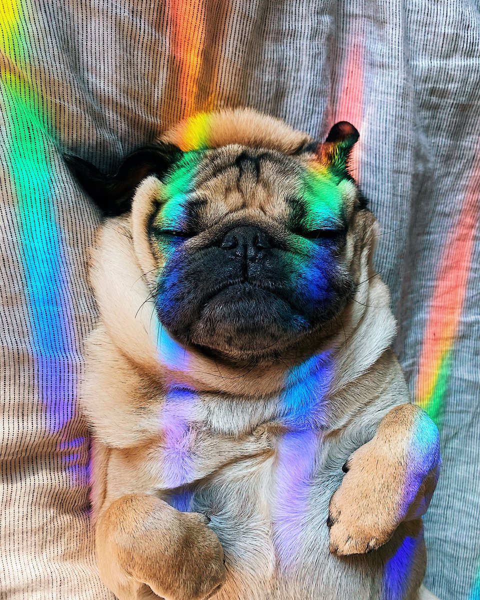 ClaireMonster3's tweet photo. Mornings are magical when ur a pug 🌈✨ https://t.co/9Gb8GL6hbw