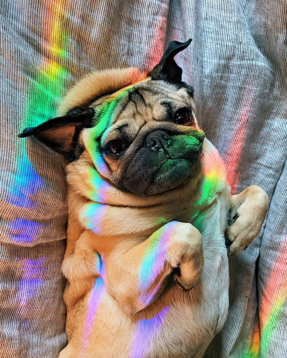 ClaireMonster3's tweet photo. Mornings are magical when ur a pug 🌈✨ https://t.co/9Gb8GL6hbw
