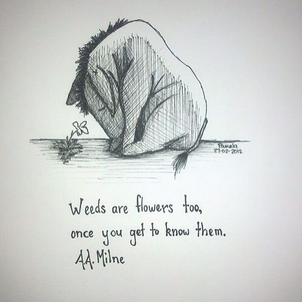 Josamey44's tweet photo. There's beauty everywhere - you just have to look for it #beauty #Eeyore #PoohQuotes #WinnieThePooh #AAMilne https://t.co/8NDA9JUrPp
