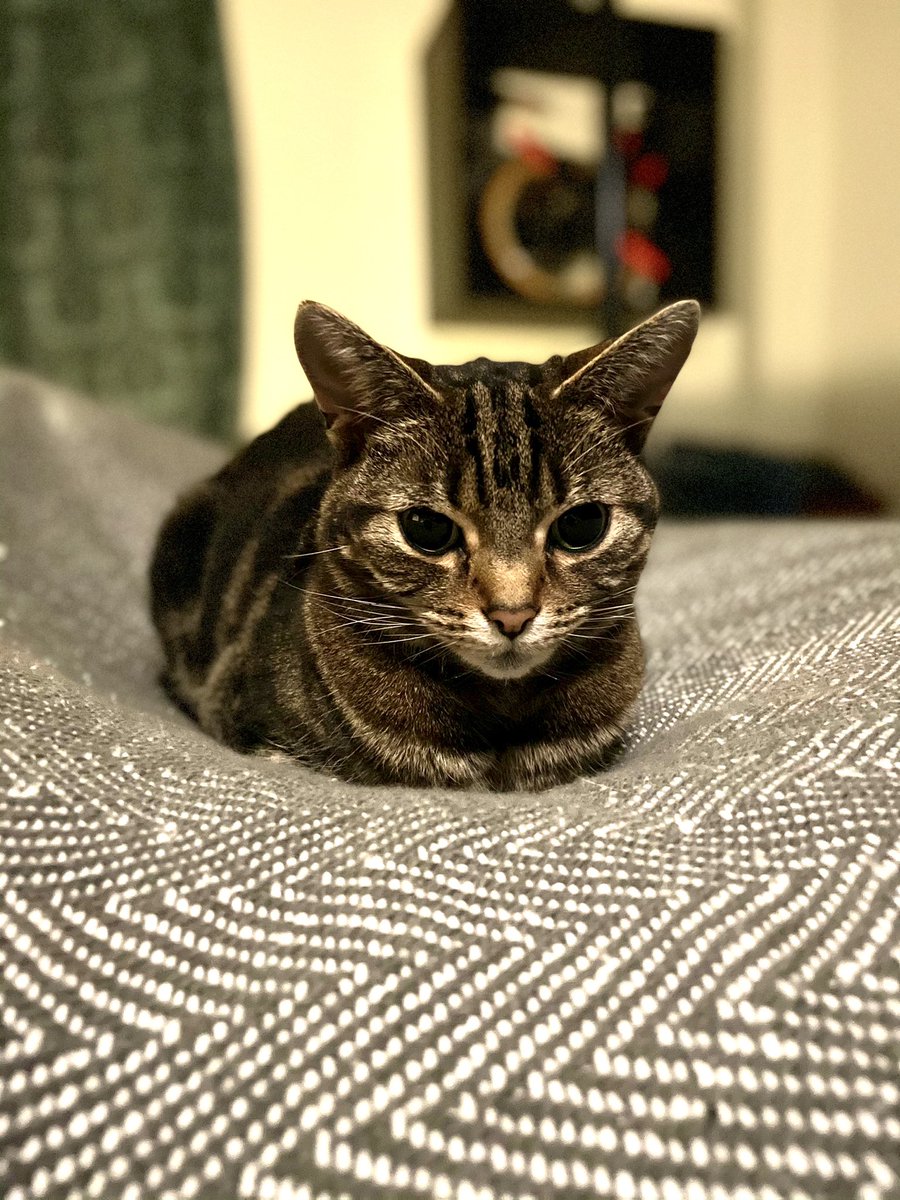 Pumpkin’s smashing loaf ! #CatsOfTwitter #cat