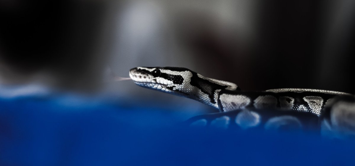 RanyhynRunFree's tweet photo. #snake #photography https://t.co/A3hlgXFf6t