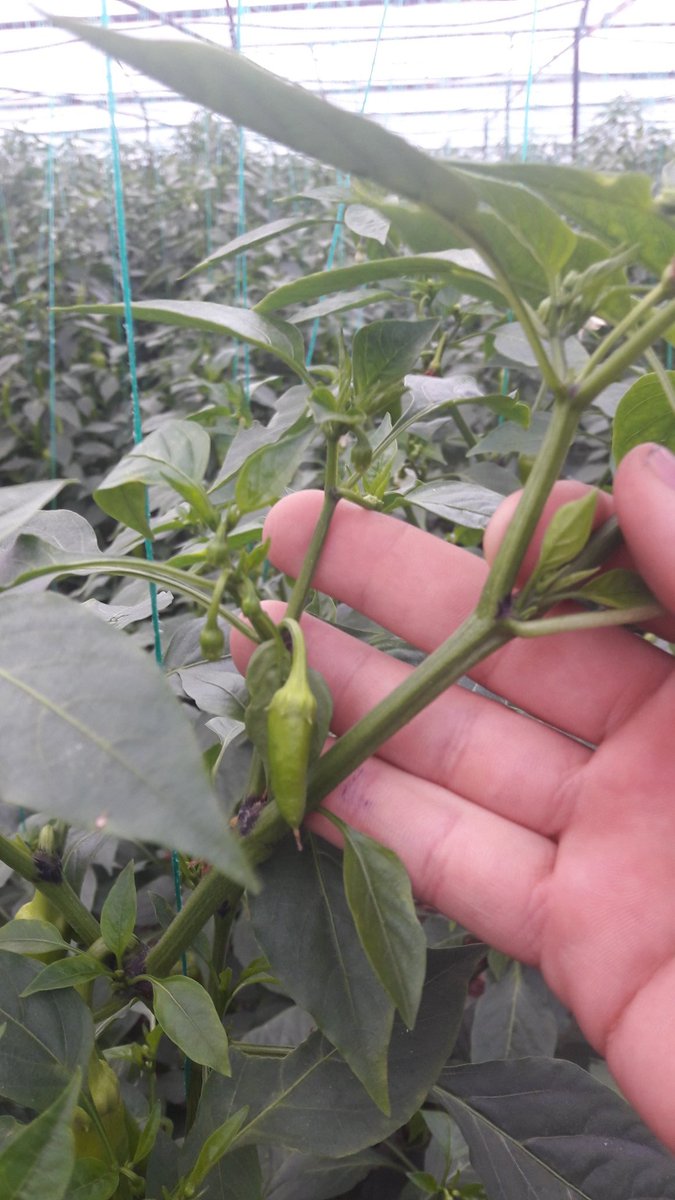 İnsanlığın sağlığı ülkemizin ekonomisi için çiftçi üretiyor.Masraf çok ihracat yok 
#sebzedekotamıolur
#fahrettinkoca <a href="/MevlutCavusoglu/">Mevlüt Çavuşoğlu</a>
<a href="/bekirpakdemirli/">Dr. Bekir Pakdemirli</a>
<a href="/tcbestepe/">T.C. Cumhurbaşkanlığı</a>
<a href="/irfandonat/">Tarım Editörü</a>
<a href="/pekcan/">Ruhsar Pekcan</a> 
@FOXhaber 
<a href="/tgrthabertv/">TGRT HABER</a> <a href="/fahrettinaltun/">Fahrettin Altun</a> 
<a href="/ticaret/">T.C. Ticaret Bakanlığı</a>