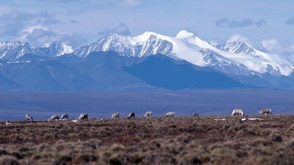 UpstreamPMI's tweet photo. "Half of the offered leases drew no bids at all ... "They held the lease in #ANWR — that is history-making ... people will talk about it. But no one showed up." Read more: https://t.co/xVaQcbpgti

#oilandgas #Alaska #climatechange https://t.co/hElpPxWbMw