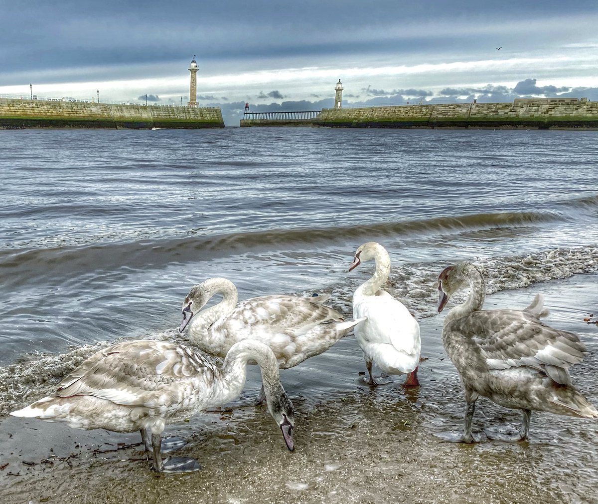 helenofwhitby's tweet photo. ‘The story of becoming beautiful isn’t about the ugly duckling becoming a swan; it is about the ugly duckling realising it was a swan all along’ 🦢
My new fave pastime is watching these beauties. Loved seeing them today on walk at Tate hill beach.
#Swans #Whitby #artyfilter https://t.co/AeMJ7fKUrd