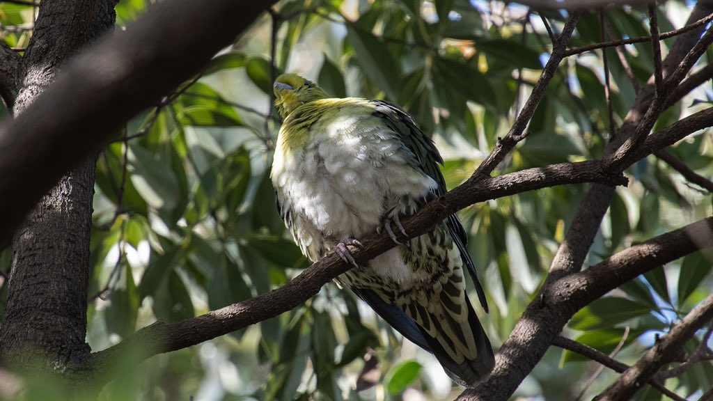 红翅绿鸠 White-bellied Green Pigeon
もふもふ(￣ー￣)～