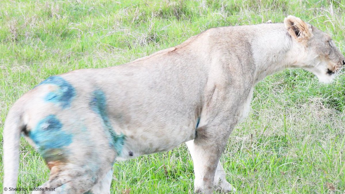 This heavily pregnant lioness could barely stand and was covered in painful wounds following a fight with other lions. The SWT/KWS Vet Unit tended her injuries, giving her a good chance of recovery, saving not only her life but that of her unborn young!