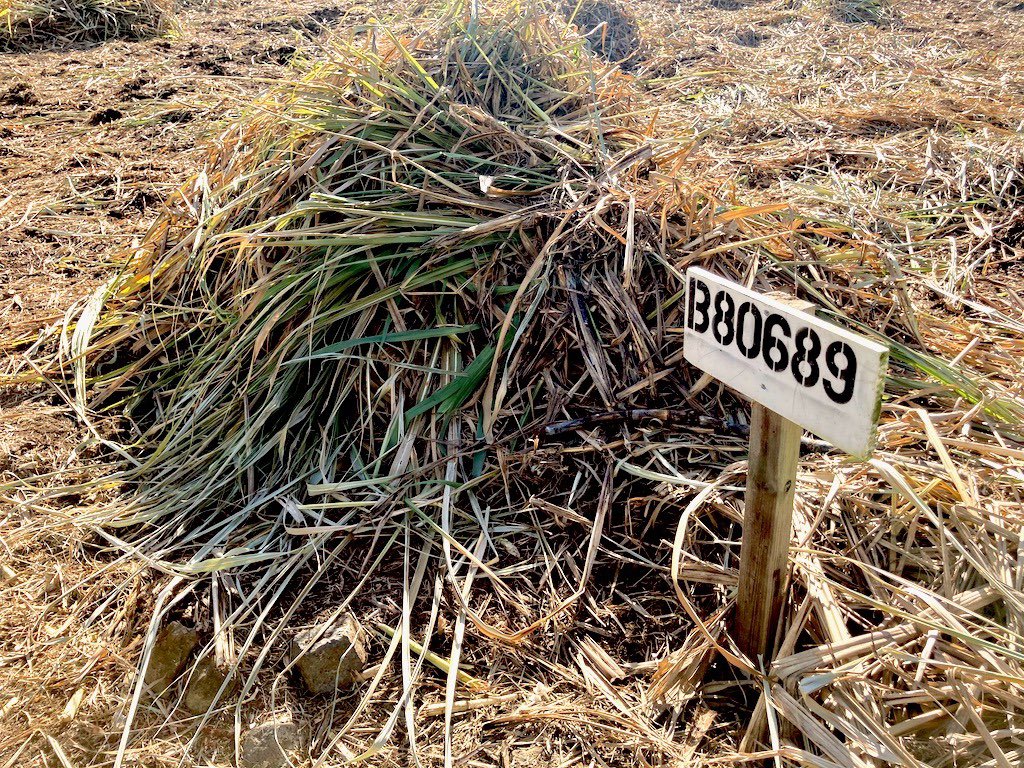 Renegade Rum Distillery tweet media