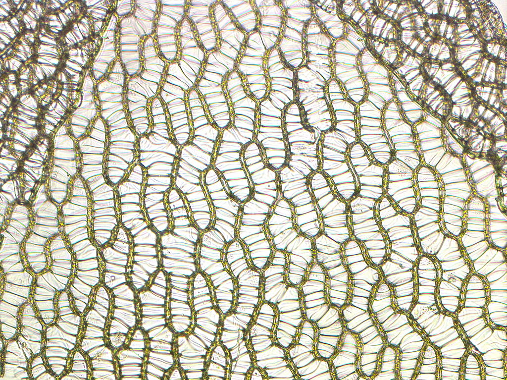 Fact 4: Another way that Sphagnum are master manipulators. During development, they resorb ~half of their living cells creating a web of green/photosynthetic & dead (hyaline) cells. This makes Sphagnum super sponges! Hyaline cells also are habitat for micro & macro organisms. 4/