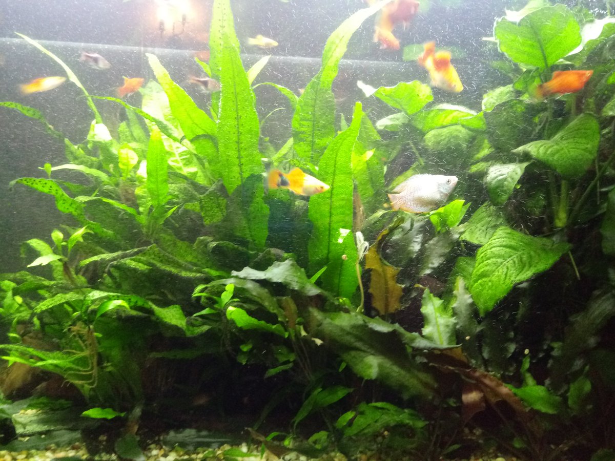 HeidiEve2's tweet photo. @weswellbeing William's tropical fish tank has plenty of #whitmore colour! https://t.co/tUhS494ubM