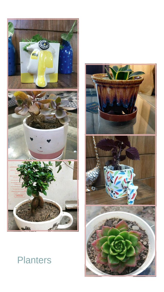 HoE_23Oct2020's tweet photo. Love for plants and different designed planters #ceramic #planters #pots #plants @HoE_23Oct2020 DM to order https://t.co/soZ7Mbxwxu