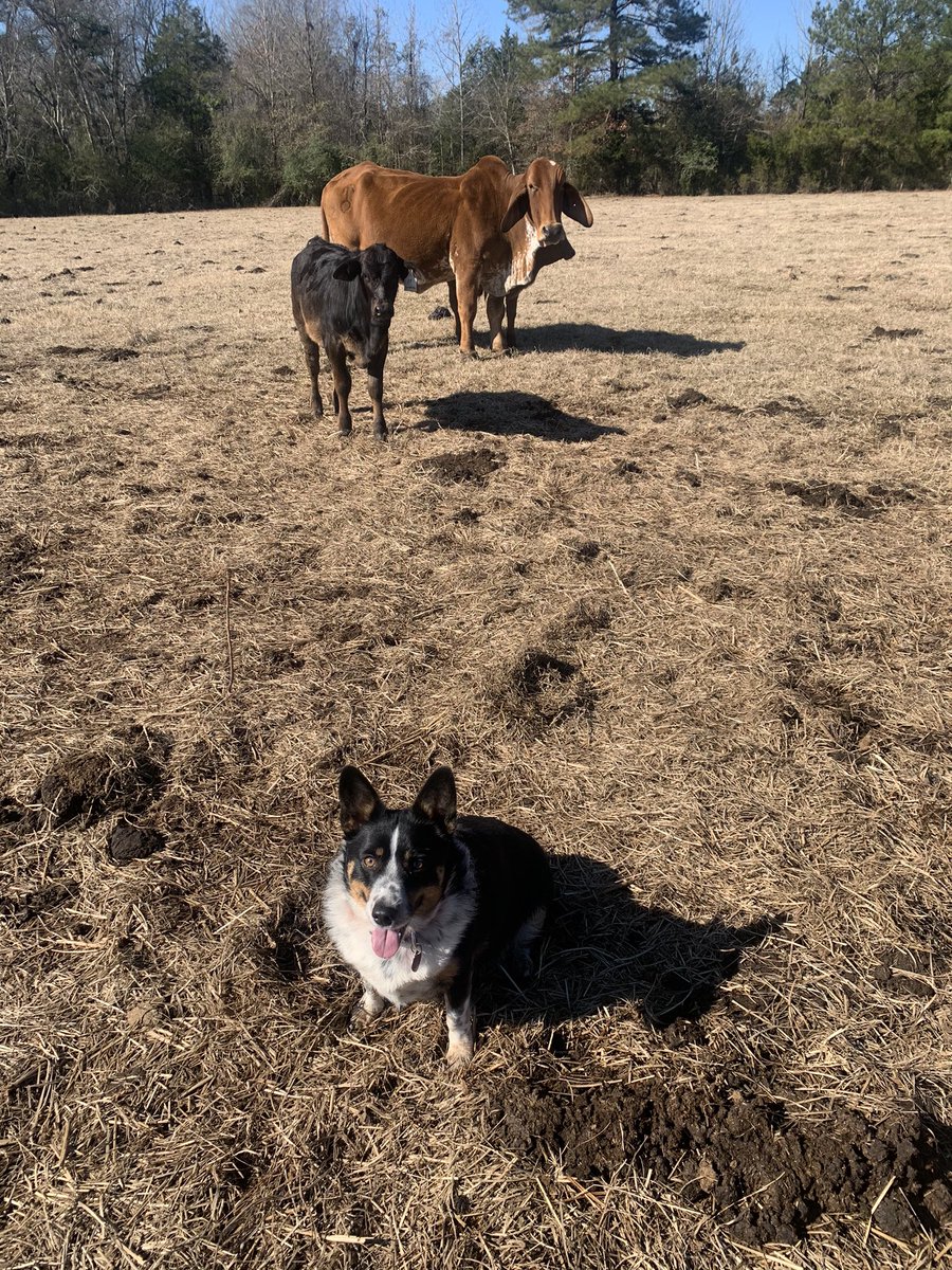 JenningsSanders's tweet photo. Best pal a guy can have https://t.co/uhkDsQblij