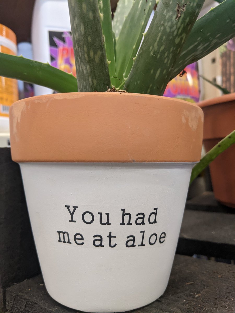 MeGustaMaddie's tweet photo. You had meat aloe, where did it go? https://t.co/NOSKSOhDkB