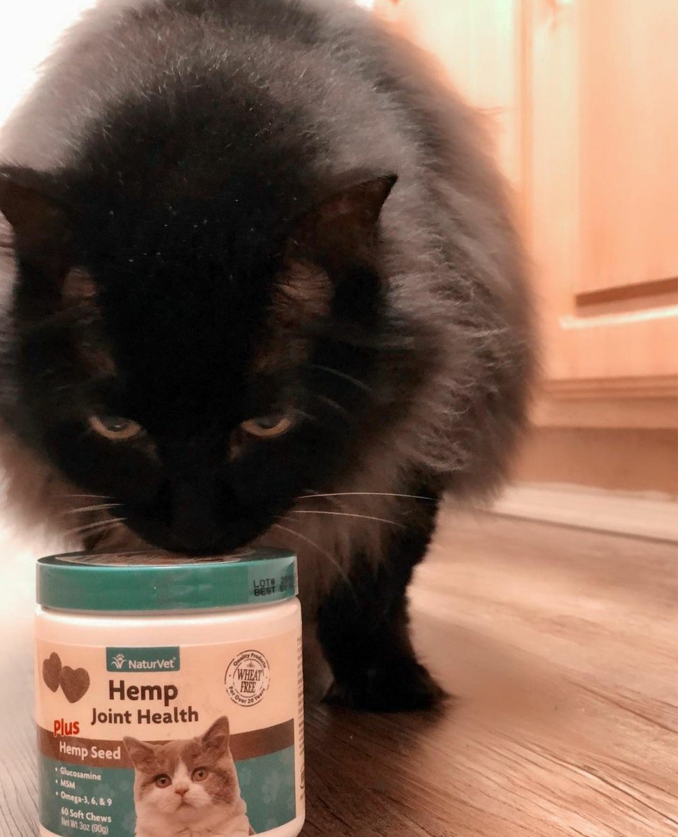 NaturVet's tweet photo. Our friend, 13 year old Lilo had great success with our Hemp Joint Health chews &amp; her mom is glad to have her playful kitty back! Lilo is a #NaturVetPet!🐈‍⬛ https://t.co/5I87zTrLj3

#dogs #cats #CatsOfTwitter #pets #jointhealth #feelinggood #jointsupplements #dog #healthypets https://t.co/jIB4enLakR