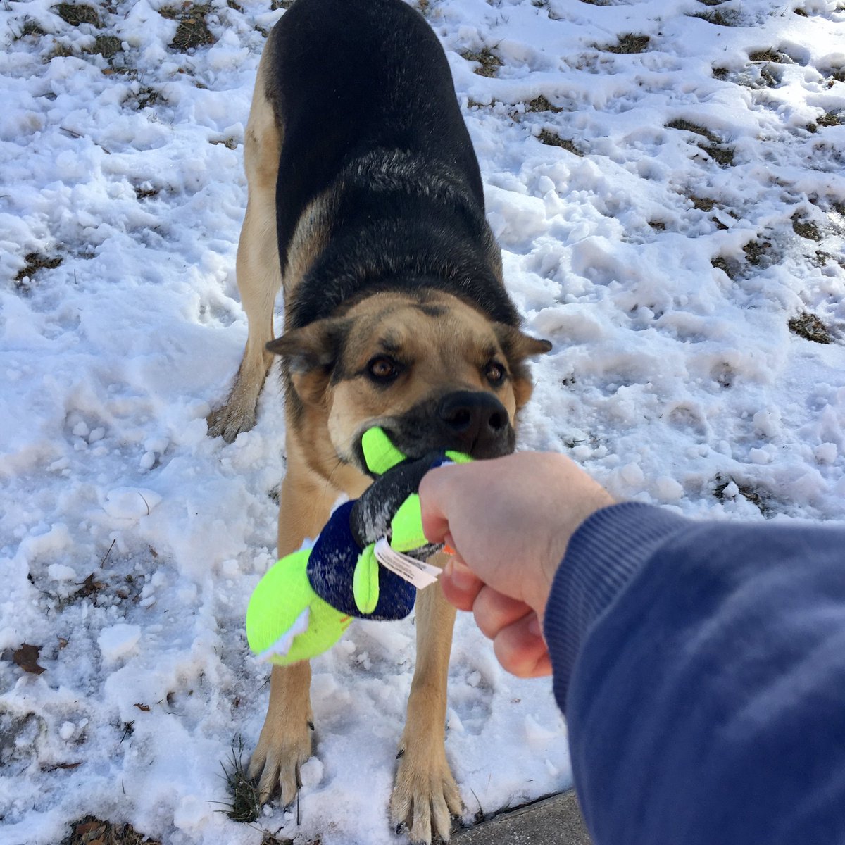 FurbudFoods's tweet photo. Tug-of-war fun!! 
What’s more fun, tug-of-war or fetch?
#DogsofTwittter #dogthought https://t.co/VkrNCUCU7S