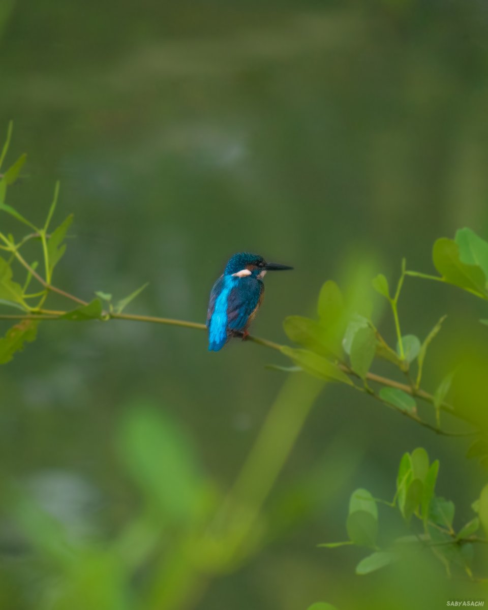 TheNomadSettler's tweet photo. The blue wonder
#kingfisher
#birdphotography https://t.co/5C8ENHYUld