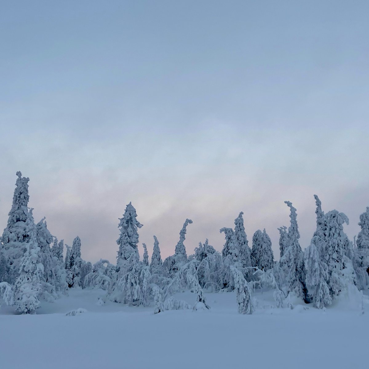 EMatkoja's tweet photo. Ruka hurmasi kauniilla maisemillaan, upeilla luonnonpuistoillaan, monilla laskettelurinteillään ja ruuhkattomilla hisseillään. Valtavaaran huipulle kiipeäminen mahtava kokemus. Lue lisää blogista, mukana myös paljon kuvia upeista kohteista! 
https://t.co/U8i1RGV5HF https://t.co/DaTB0IzeZV