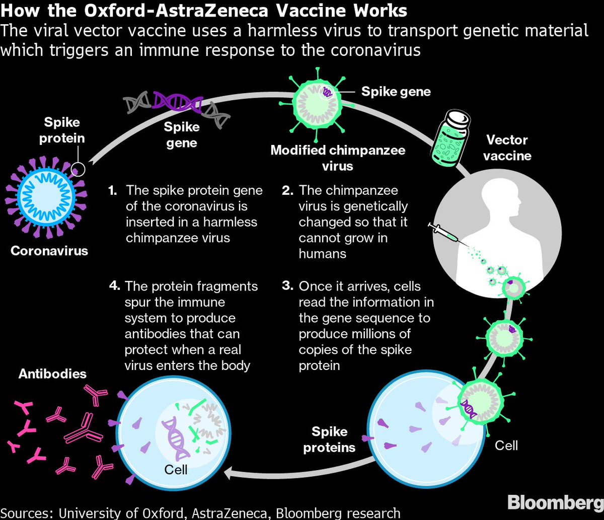 The Oxford-AstraZeneca coronavirus vaccine is one of the newest on the market. Unlike Moderna’s and Pfizer’s, this one is an adenoviral vaccine vector. I thought it would be helpful to explain how it works. 