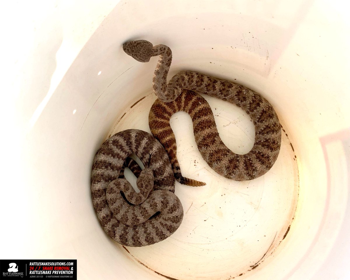 This Speckled Rattlesnake and Tiger Rattlesnake were captured on the same day in the same general area. Do you know which is which?
* herpers, let people who are learning give it a shot please*