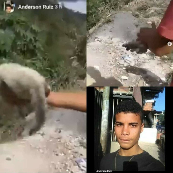 JeffCivira's tweet photo. Esta rata de nombre Anderson Ruíz preso tiene que ir por maltrato animal, tras haber arrojado a un gato por un barranco de la carretera Petare-Guarenas. 

Ojalá el honorable fiscal 
@TarekWiliamSaab
 se active y mande tras las rejas a este delincuente. https://t.co/QQjwxeG5NI