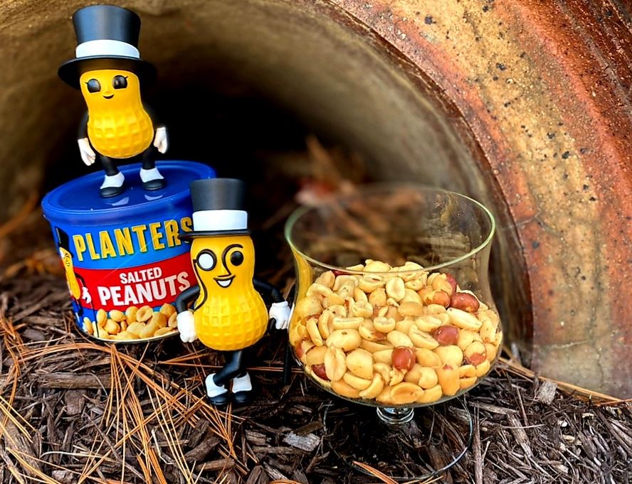 #FunkoPhotoADayChallenge: Food π₯
Younger me keeps telling older me βcheer up nut it could be worse, you could be stuck underground in a hole full of water.β
I know he means well. ππ#babynut #planters
#FunkoFunatic #MyFunkoStory #FunaticOfTheMonth
@OriginalFunko https://t.co/b4esN4zN4U