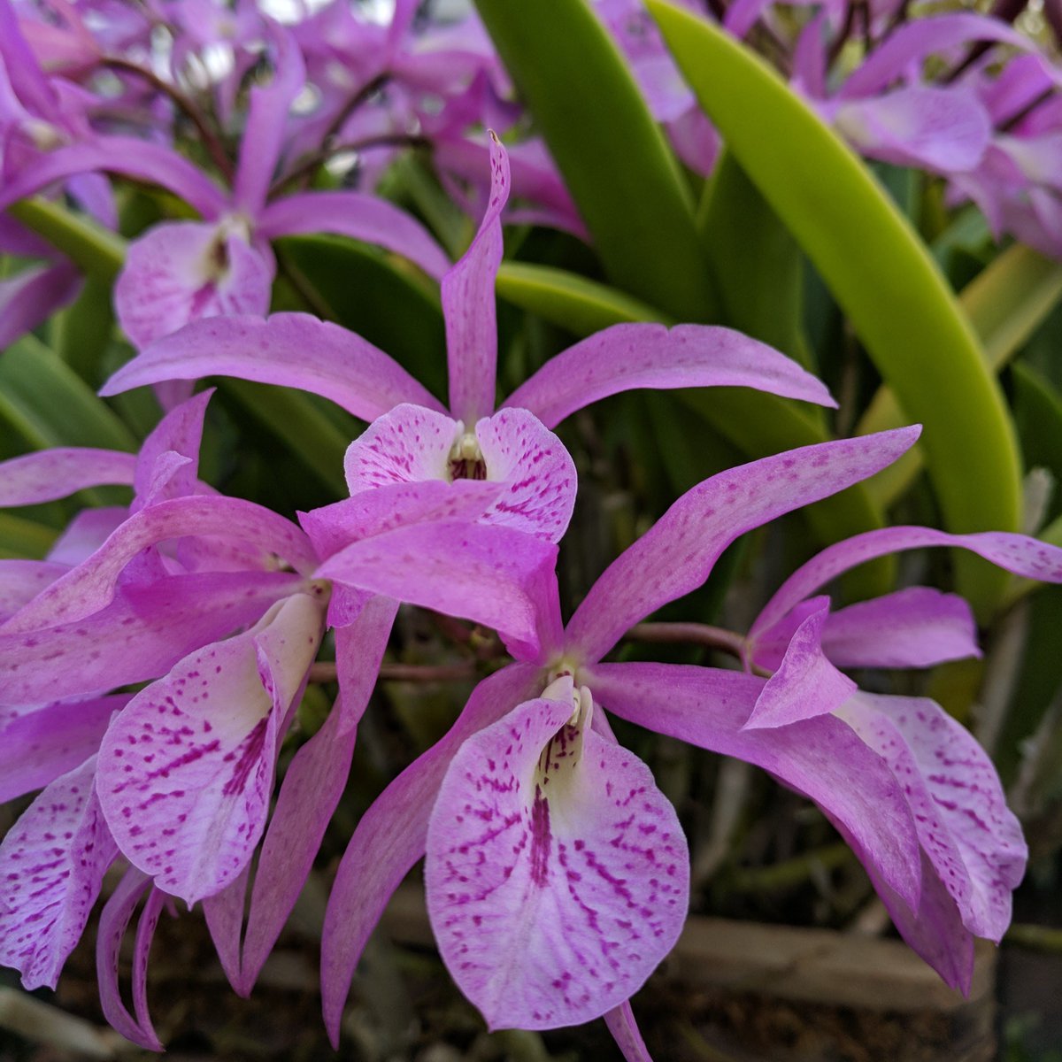 Beautiful Brassocattleya Maikai 'Mayumi' in full bloom at Allan Gardens. 💜

The conservatory remains closed at this time. Stay safe everyone.