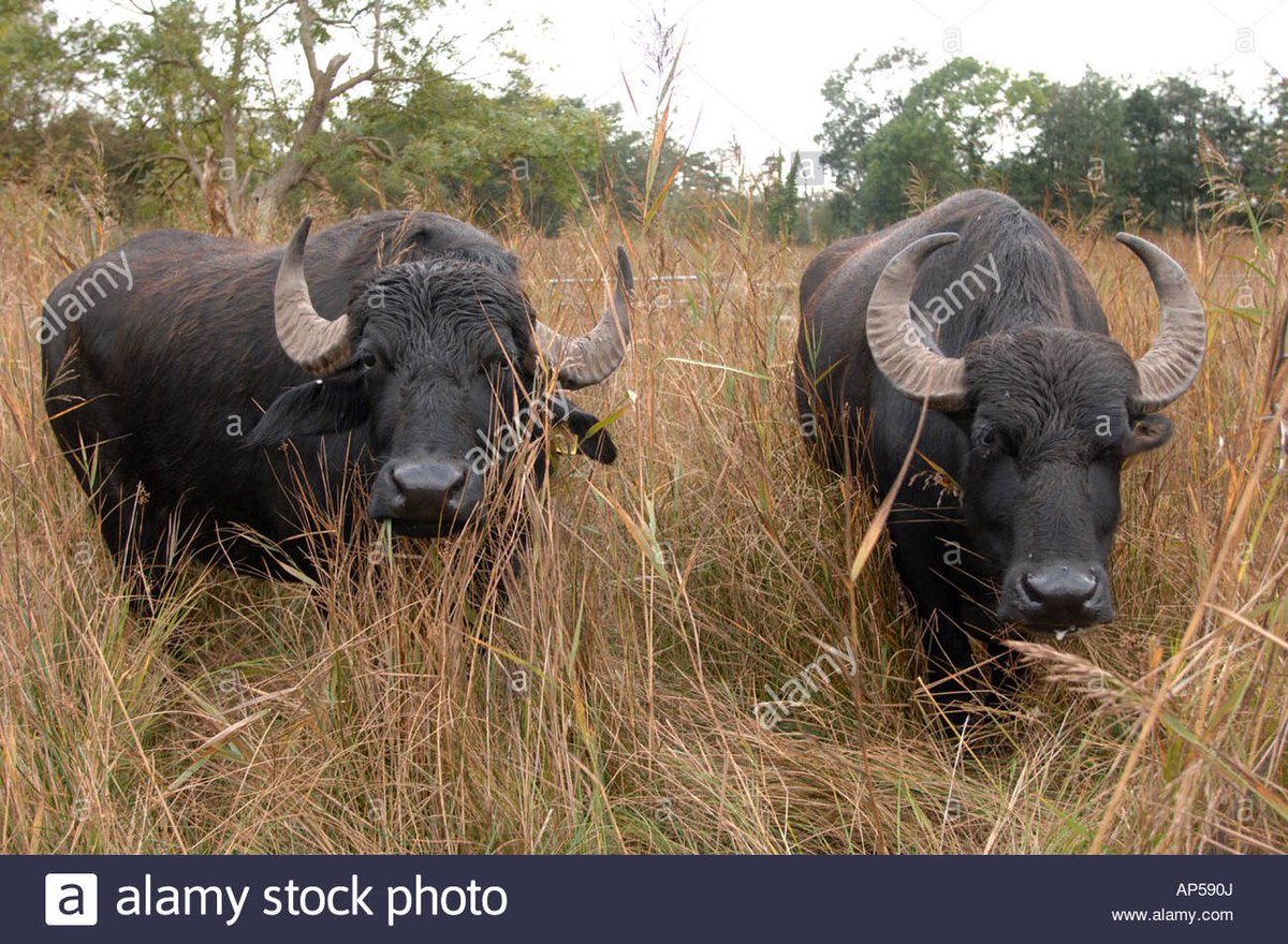 Water Buffalo grazing at Chippenham Fen National Nature Reserve Cambridgeshire
