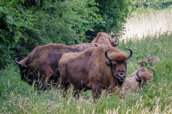 Wisent (European Bison) Netherlands (Bison bonasus)