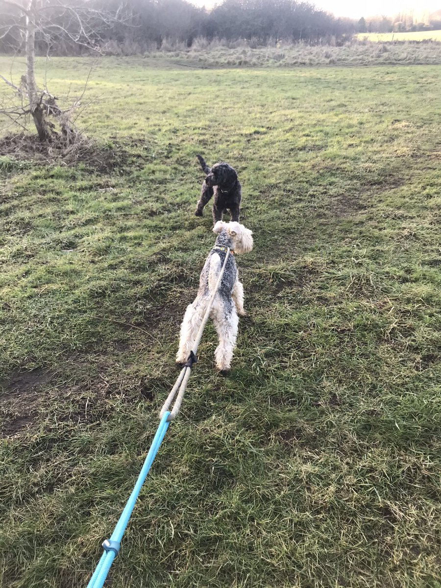 lakey_lola's tweet photo. Hey everypawdy, how are you all? I forgot to tweet these yesterday....I went for a big walk with my furpal Squidge, she’s woofly ❤️ #bestpals #funwithmypals #lakelandterrier #happydays https://t.co/THFAeW65kA