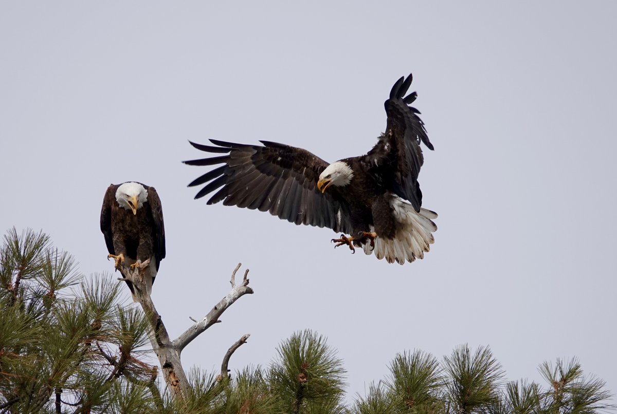 CPW_SW's tweet image. No matter how many times I see eagles I'm always amazed at their fierce beauty. These were spotted along the Animas River in Durango by photographer Geoff Hickox. @COParksWildlife